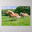 Search for funny horse posters Cute