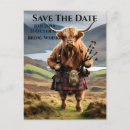 Recherche de scottish highland cartes postales Vache
