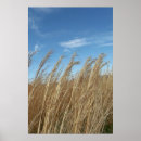 Recherche de blé posters Ciel bleu