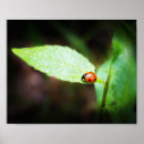 Search for red bug posters Cute