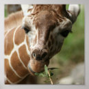 Search for giraffe patterns posters Safari