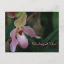 Search for lady slipper orchid postcards Orchids
