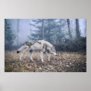 Recherche de photographie de loup posters Lupus