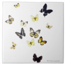 Recherche de papillon blanc carreaux Nature