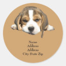 Search for beagle puppy stickers Hound