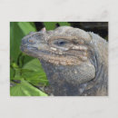 Recherche de iguane cartes postales Nature