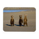 Search for ralph magnets Wildlife