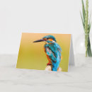 Search for kingfisher cards Bird