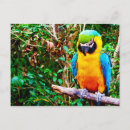 Recherche de bleu exotique cartes postales Tropical