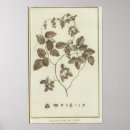 Search for parts of a flower posters Engraved
