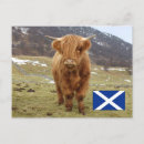 Search for scottish postcards Scots
