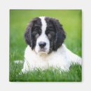 Search for newfoundland magnets Landseer