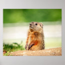 Search for groundhogs posters Nature