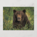Recherche de ours bruns cartes postales Faune