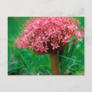 Search for agapanthus postcards Colour image