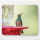 Recherche de colibri tapis souris Sauvage