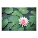 Recherche de protection de lis posters Nature