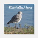 Search for plover magnets Nature