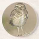 Search for birder coasters Wildlife