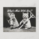 Search for kittens postcards Animals