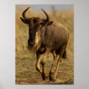Search for sprinting posters Animals