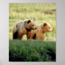 Recherche de grizzly posters Bear