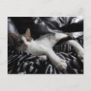 Recherche de diva cartes postales Chat