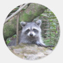 Recherche de racoon autocollants Raccoon