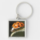 Search for ladybird keychains Wildlife