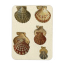 Recherche de coquillage magnets Peinture sur coquillage