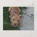 Recherche de chien pitbull cartes postales Mignon