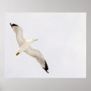 Search for gull posters Sky