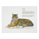Search for save tiger posters Big cats