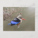 Search for close postcards Fauna