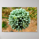Recherche de allium posters Jardin