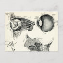 Search for eye socket Anatomy