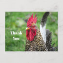 Recherche de domesticus Coq