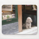 Search for poodle puppy mousepads Adorable