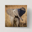 Search for calf buttons Animals
