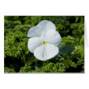 Search for viola photography White