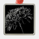 Recherche de chrysanthèmes ornements Fleur