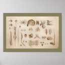 Recherche de biology posters Anatomy