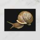 Recherche de escargots cartes visite Animal