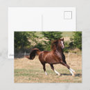 Recherche de cheval arabe cartes postales Châtaigne