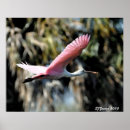 Search for roseate spoonbill posters Nature