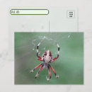 Recherche de d araignée cartes postales Arachnide
