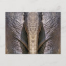 Recherche de éléphants drôles cartes postales Humour