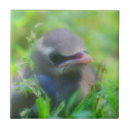 Recherche de jeune carreaux Pour elle