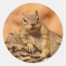 Search for grounding stickers Ground squirrel