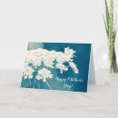 Search for lacy photography Queen anne's lace